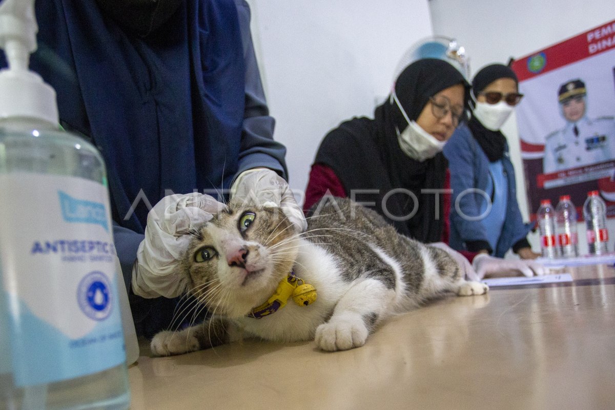 Operasi sterilisasi kucing gratis ANTARA Foto Operasi sterilisasi kucing gratis ANTARA Foto