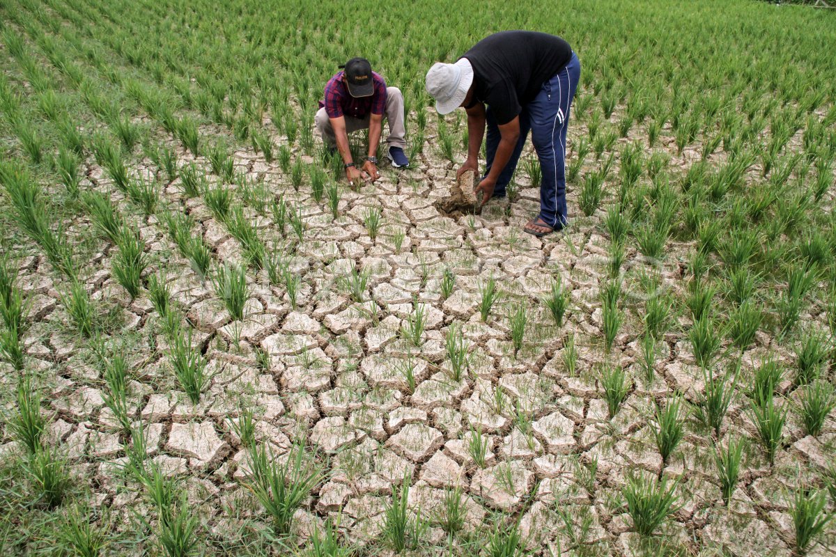 Sawah farmers Aceh drought