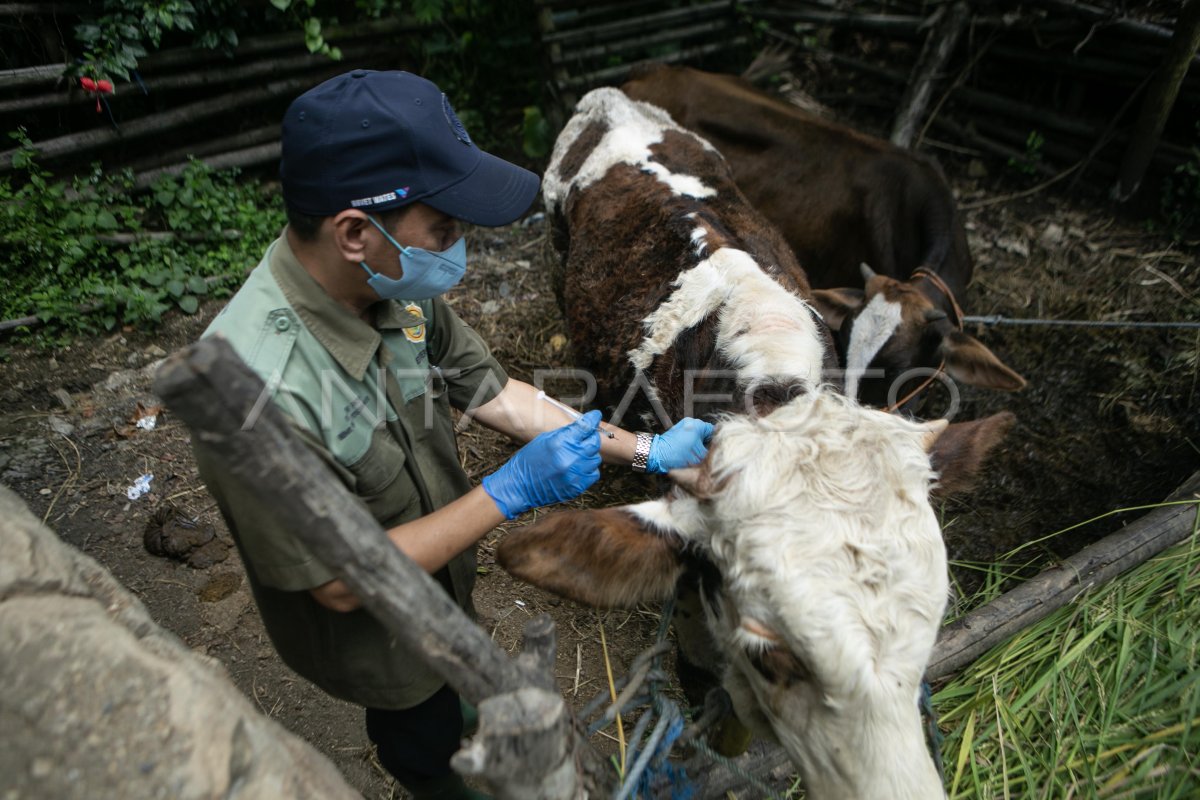 Anthras vaccination in Gunungkidul