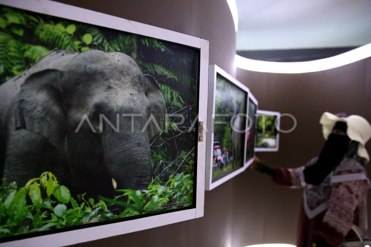 The contemporary exhibition of disaster volunteer elephants in Aceh