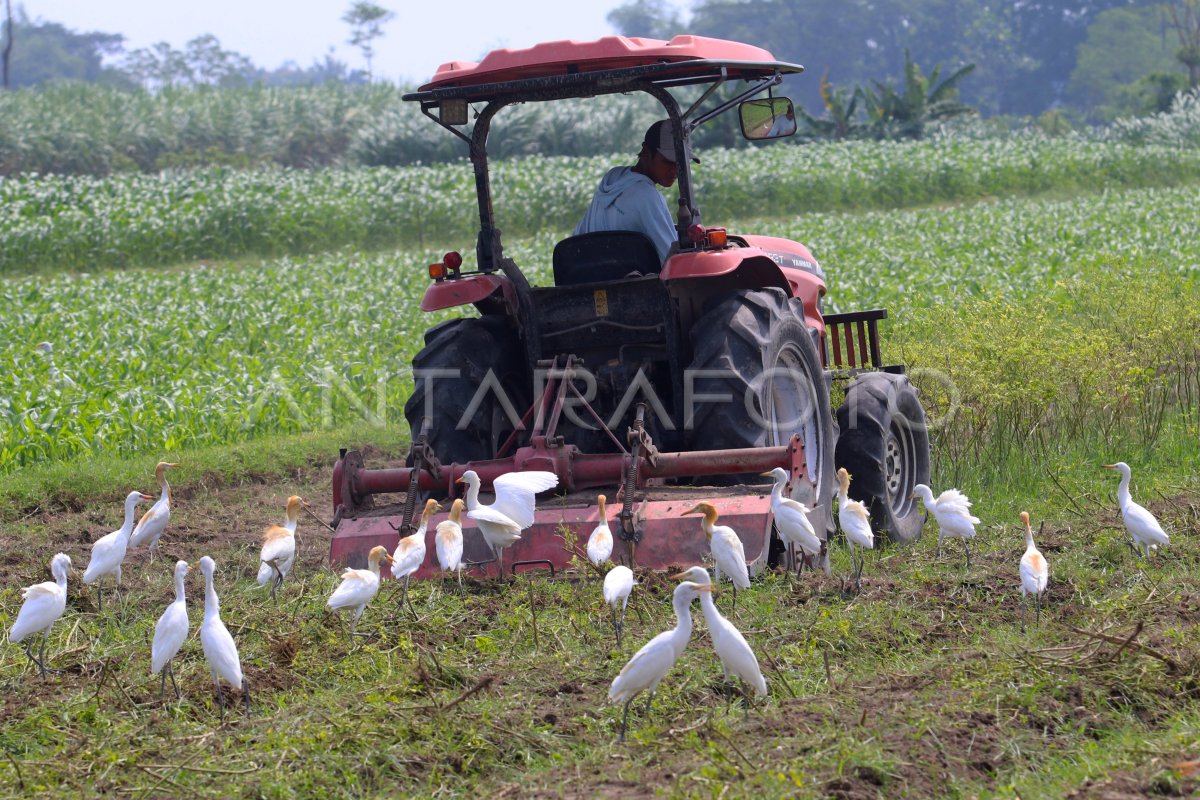 Penggantian tanaman cabai dengan jagung