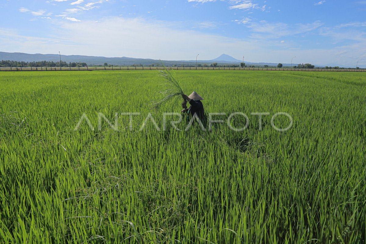 Realisasi produksi padi di Aceh | ANTARA Foto