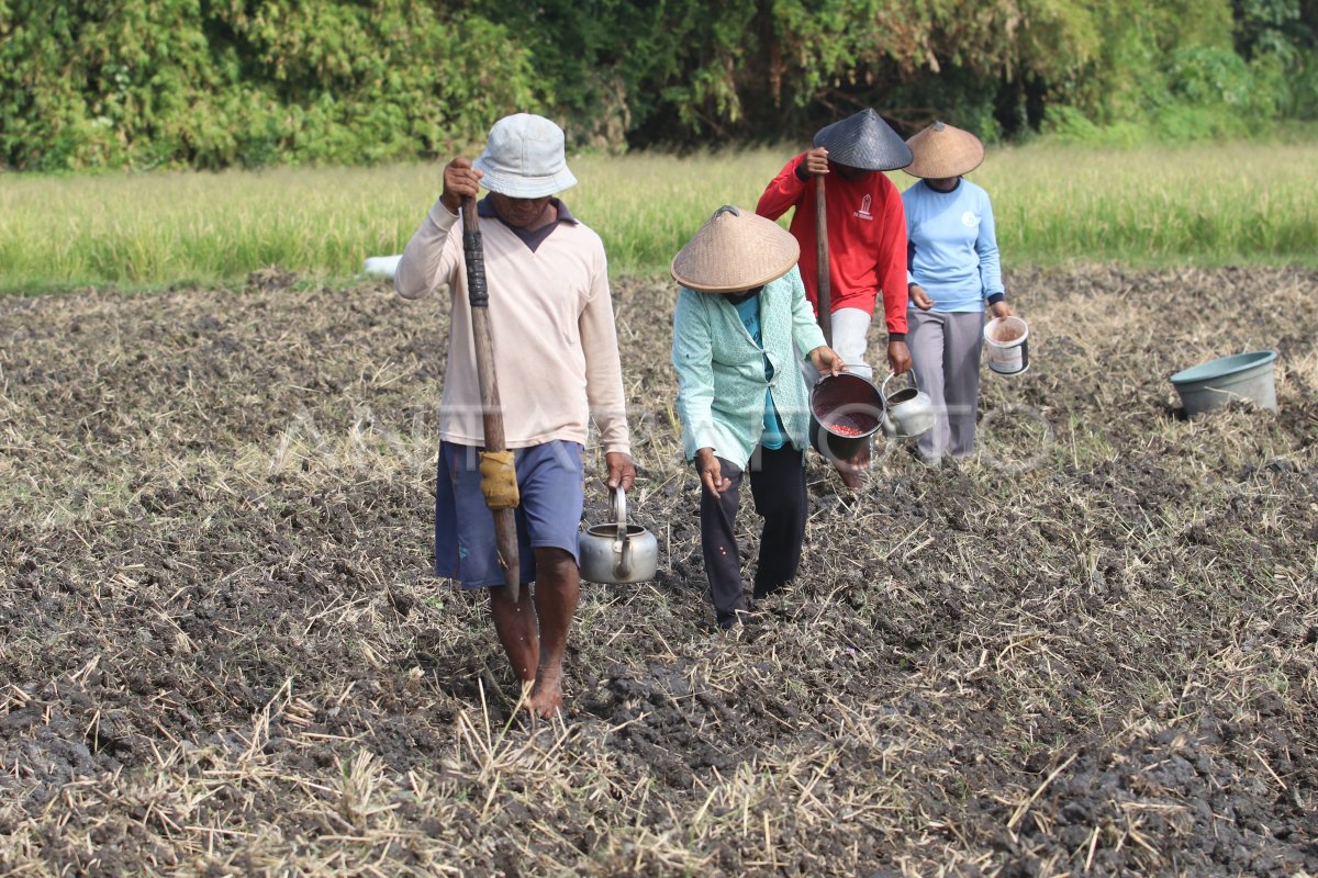 Tanam jagung di Nganjuk