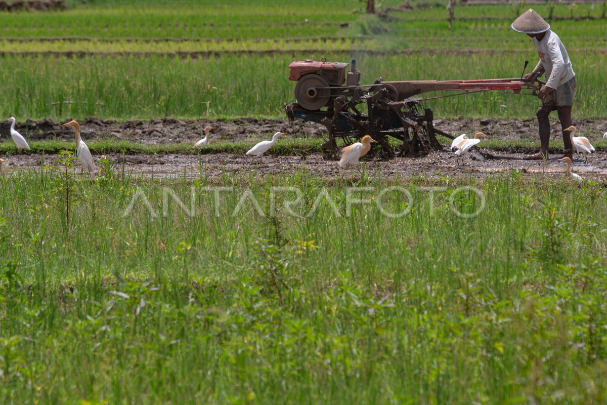 Penyediaan KUR untuk produksi pertanian
