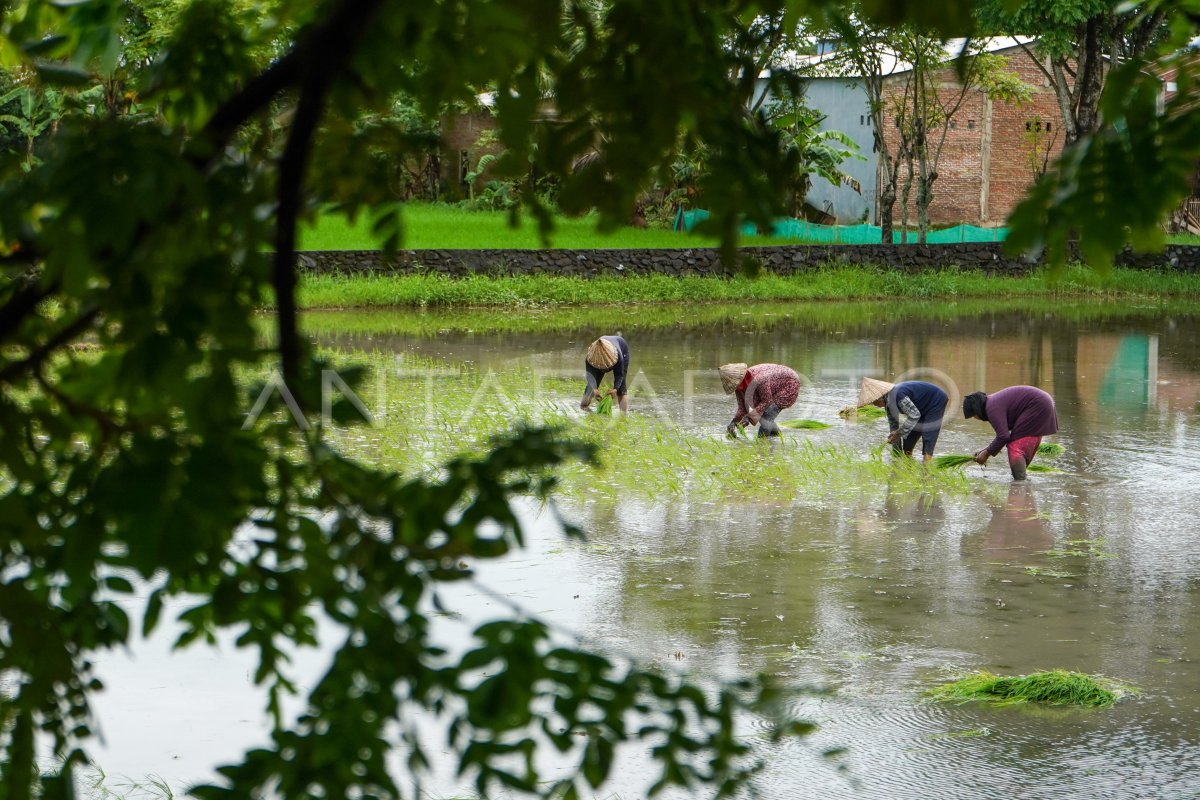 Target cetak sawah baru di Sulsel