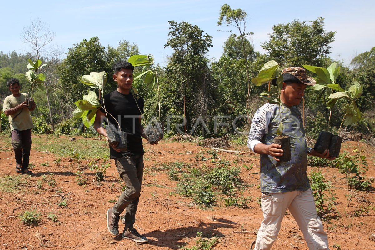 Penanaman pohon di hutan tanaman industri