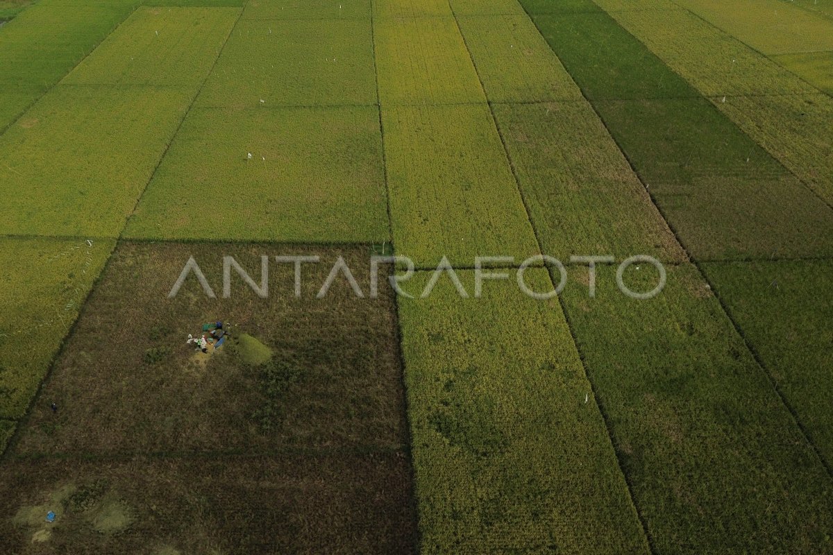 Production rice January-April 2025