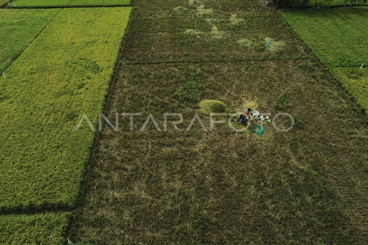 Production rice January-April 2025