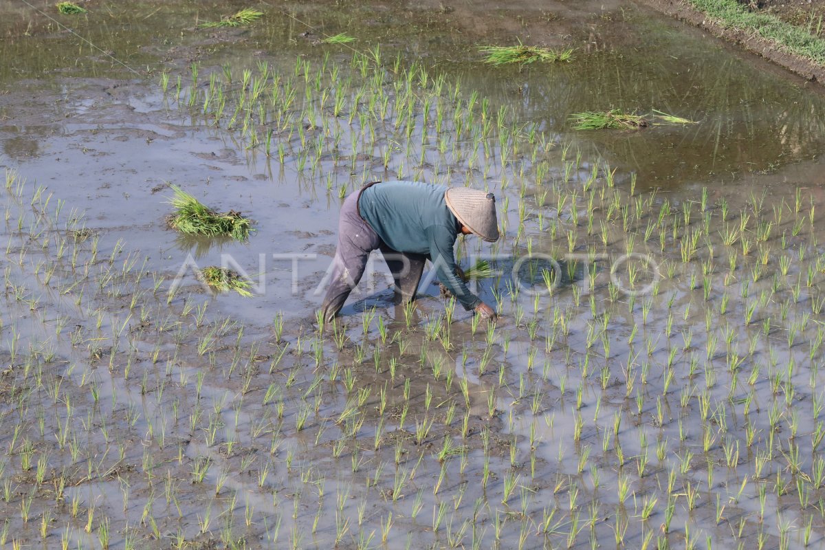 Exchange Rate National Farm during February 2025 Download