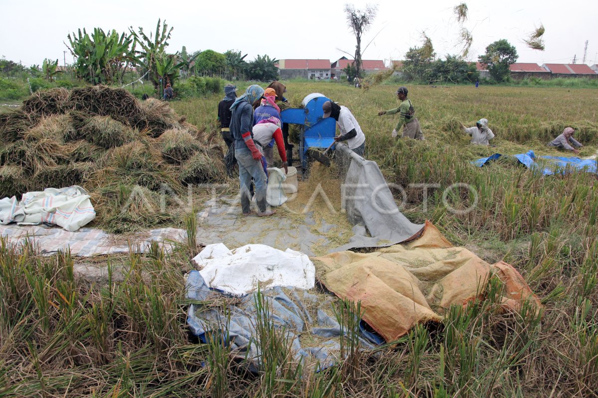The volume of rice farmers in Sumut