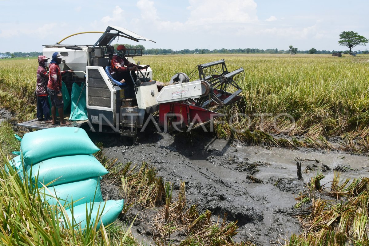 Rice production projection March 2025