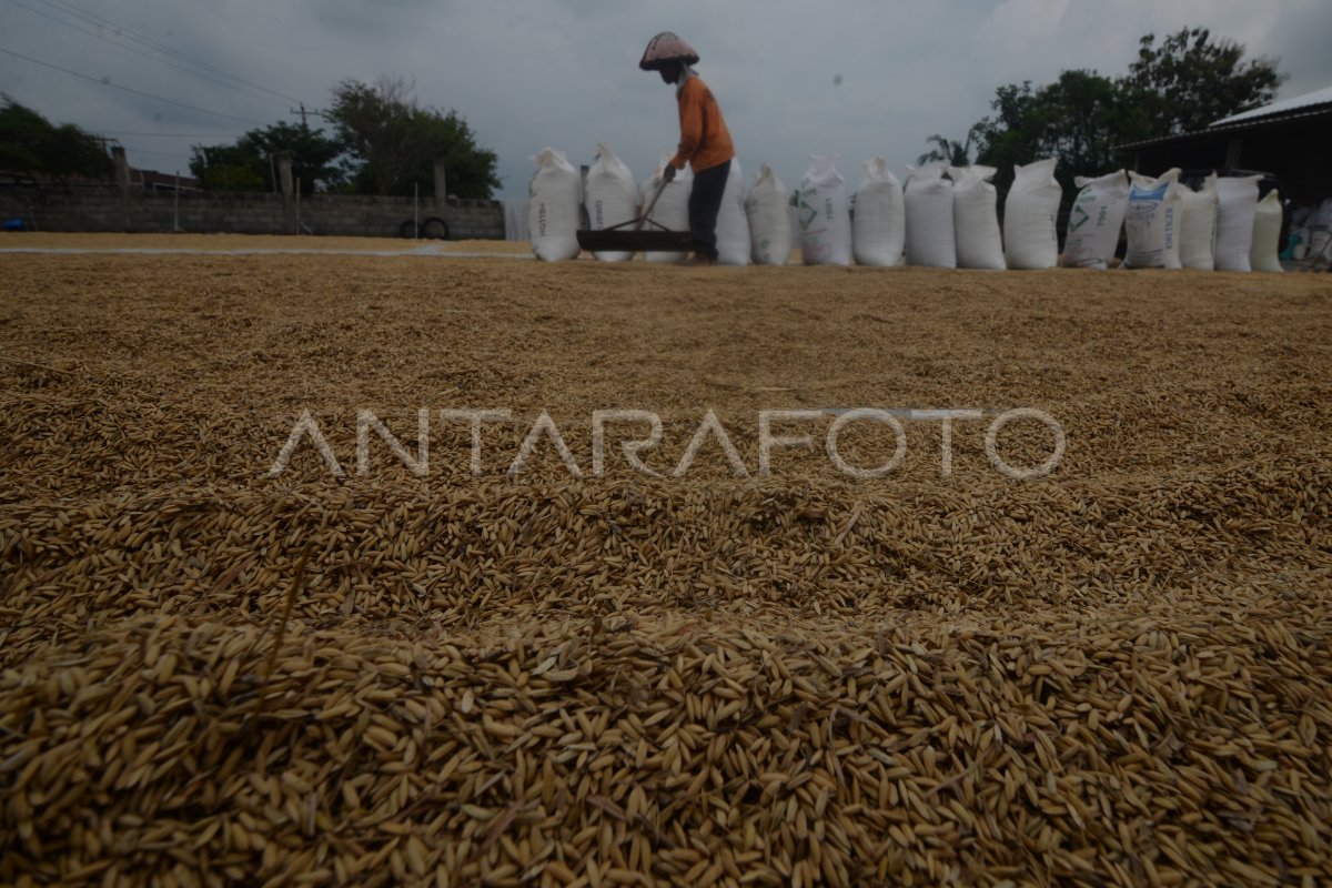 The density of the Bulog’s heal crosses the top of the term harvest