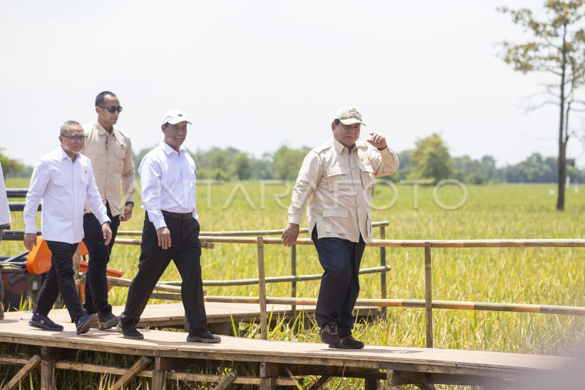 Presiden Prabowo panen raya padi di Majalengka
