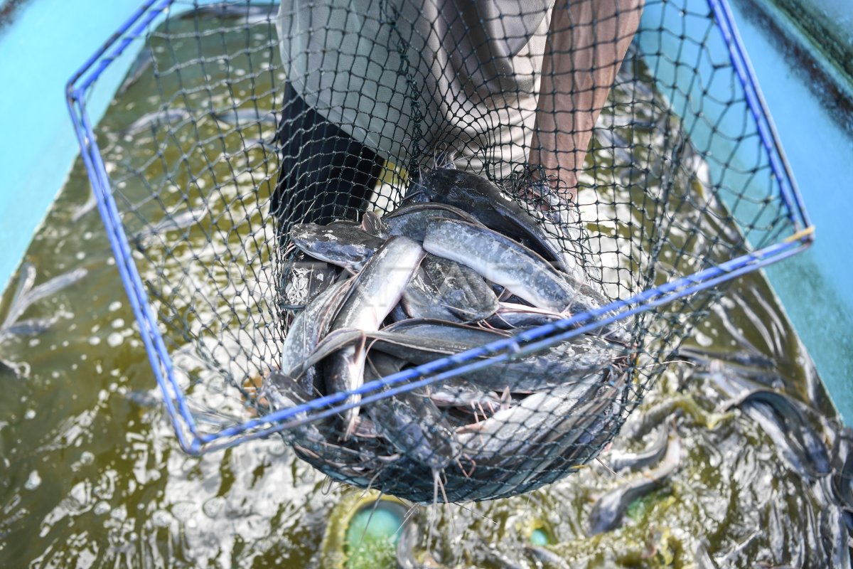 Budi daya ikan lele di Samarinda