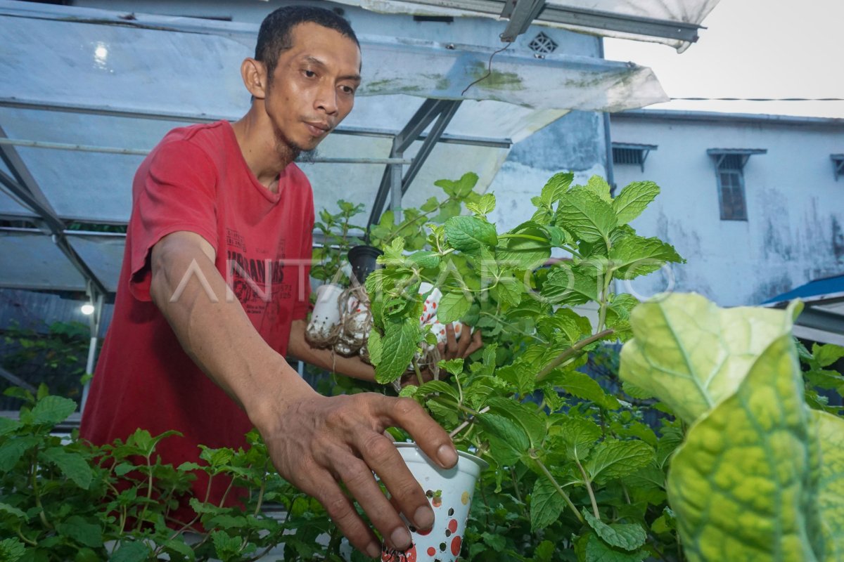 Budi daya sayuran hidroponik di Balikpapan