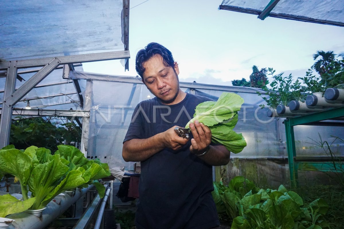 Budi daya sayuran hidroponik di Balikpapan
