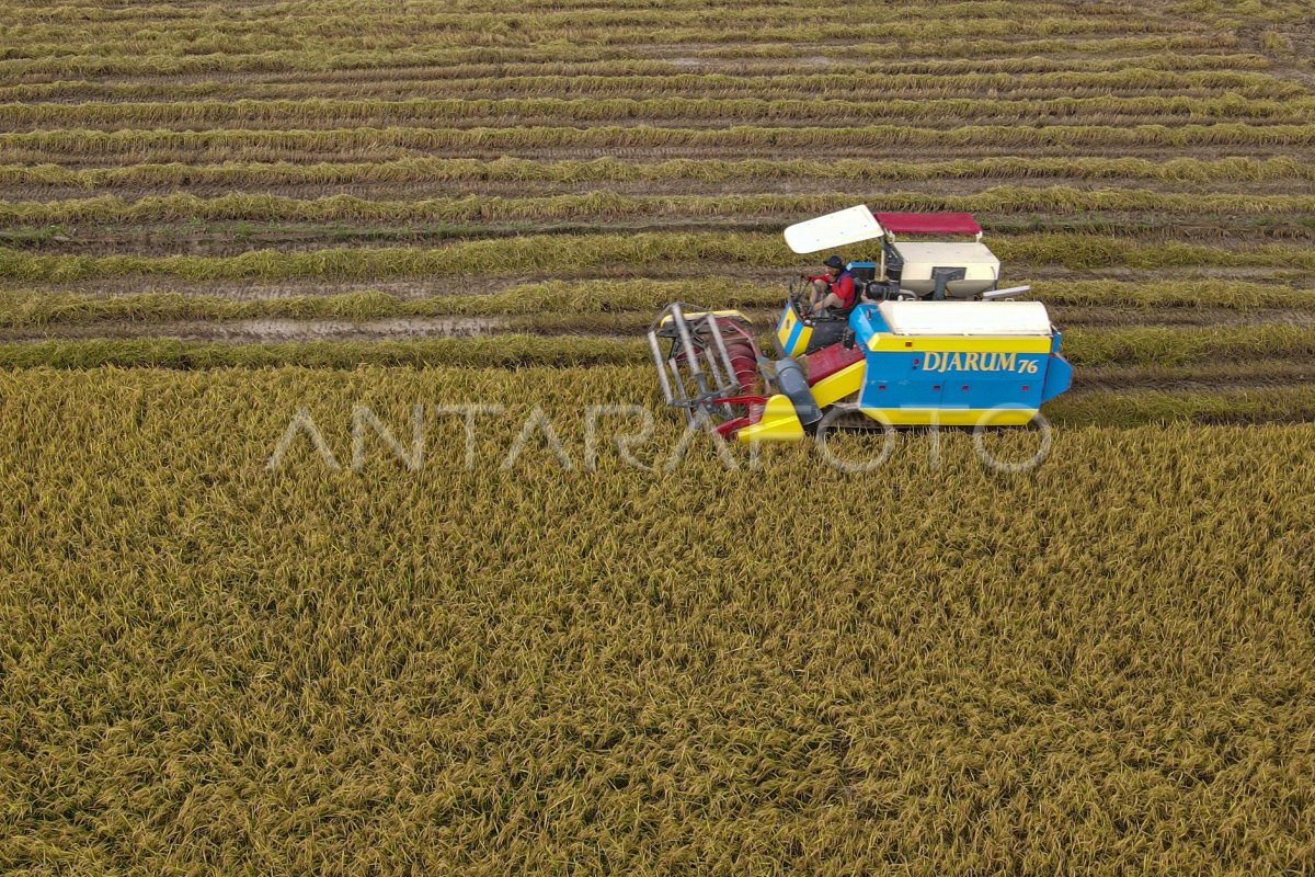 Capaian and national rice production target 2025