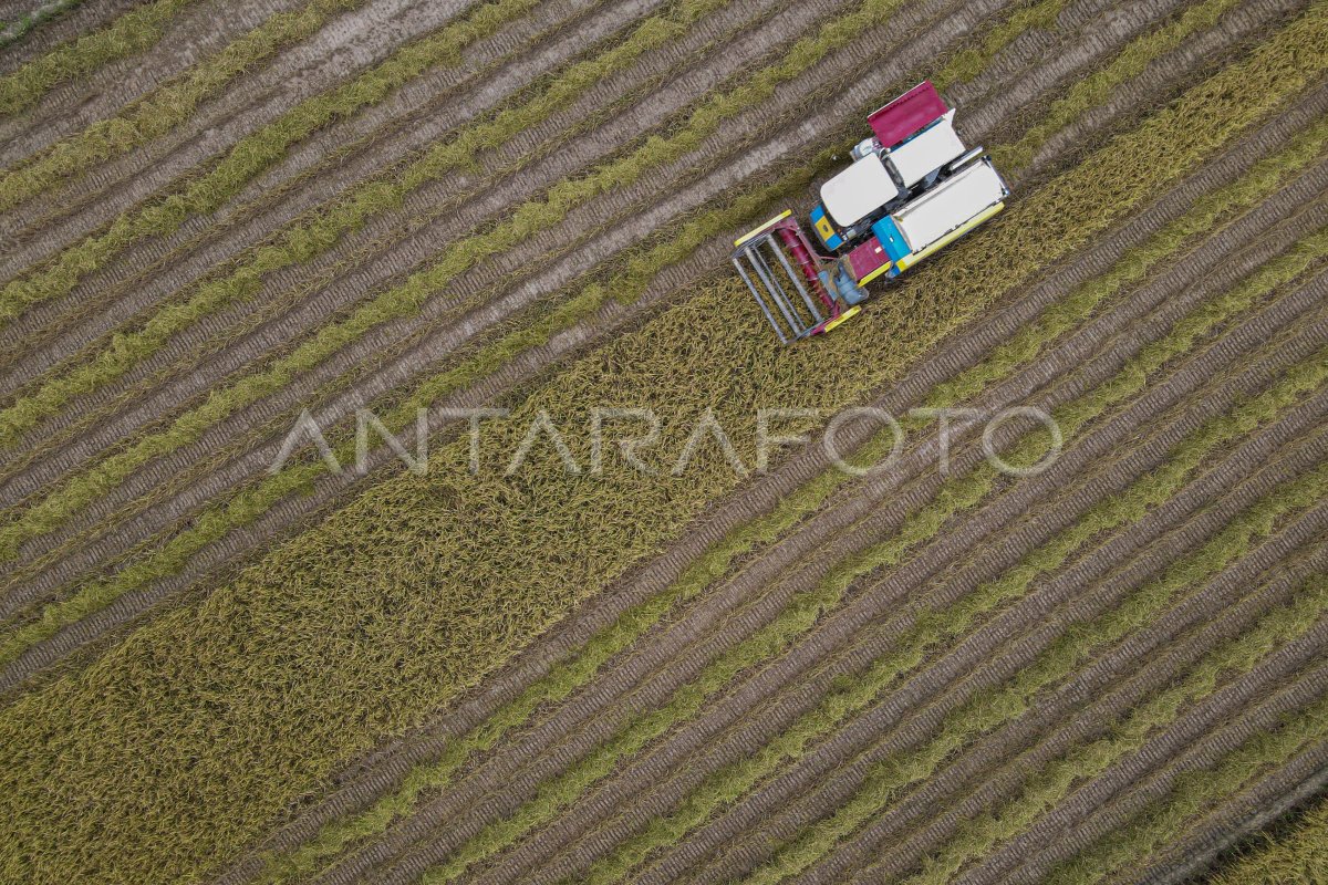Capaian dan target produksi beras nasional 2025