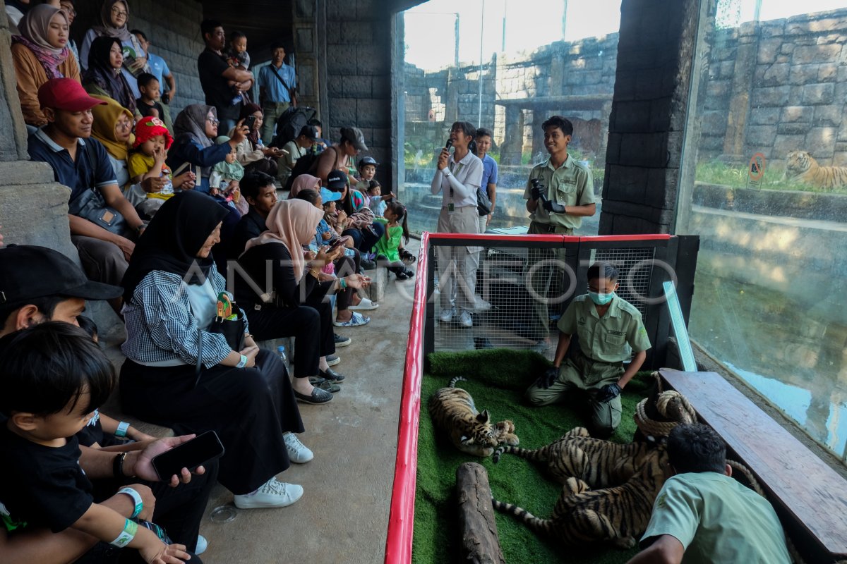 Edukasi mengenal satwa harimau