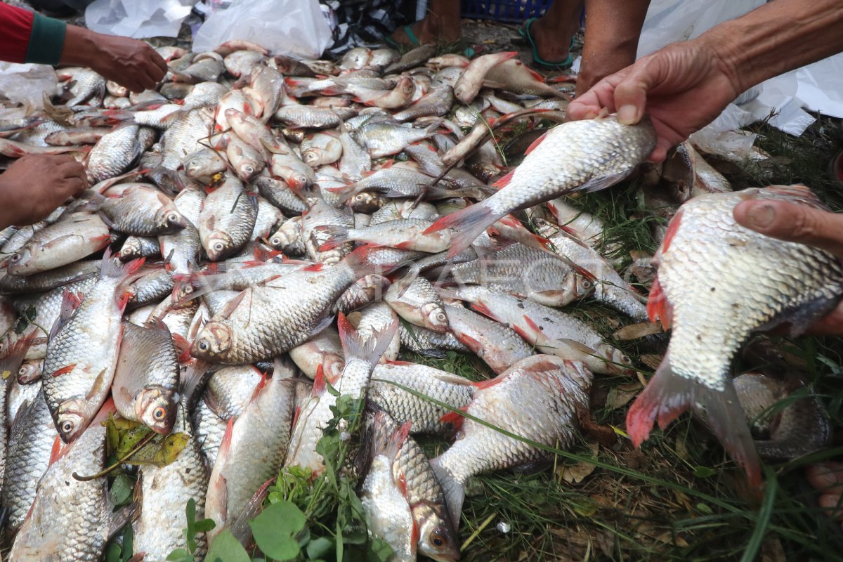 Penjualan ikan hasil tradisi pladu di Kediri