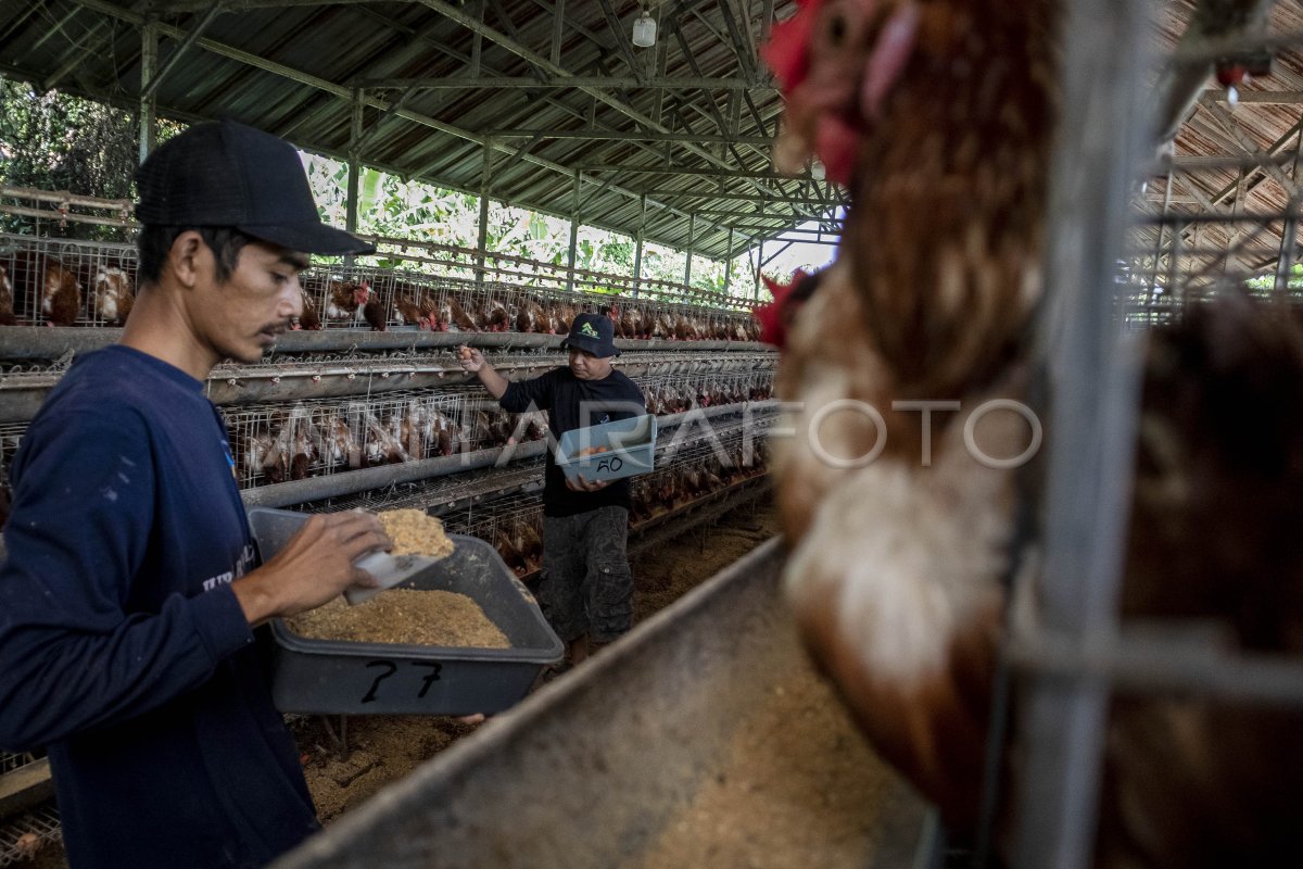 Government efforts stabilize chicken and egg prices