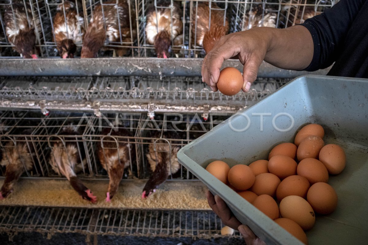 Government efforts stabilize chicken and egg prices