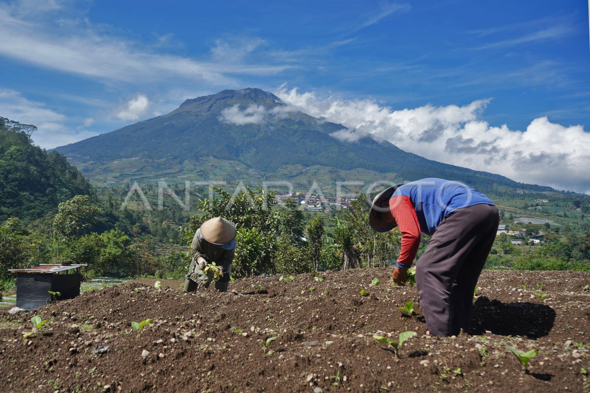 Musim tanam tembakau mundur