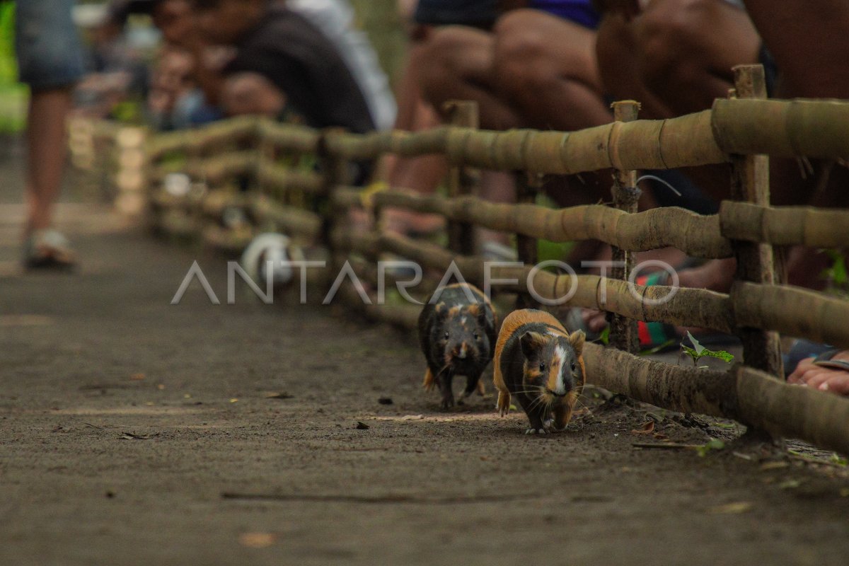 Marmot Coral Tradition in Lumajang