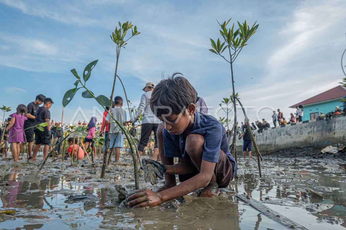 Penanaman bibit mangrove di Kendari