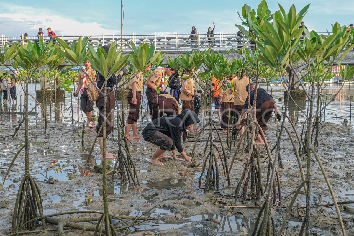 Penanaman bibit mangrove di Kendari