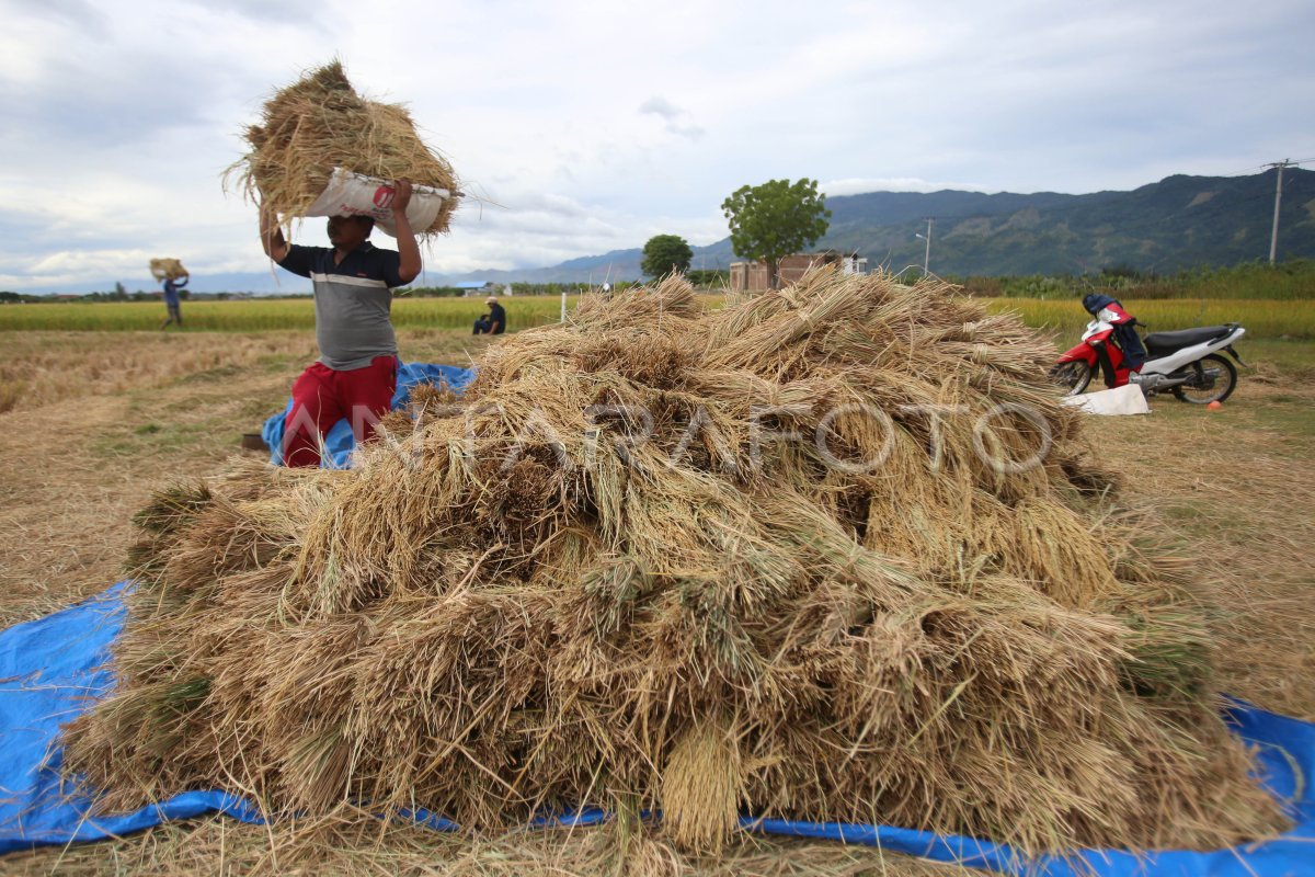 Kenaikan harga gkp saat panen gadu di petani
