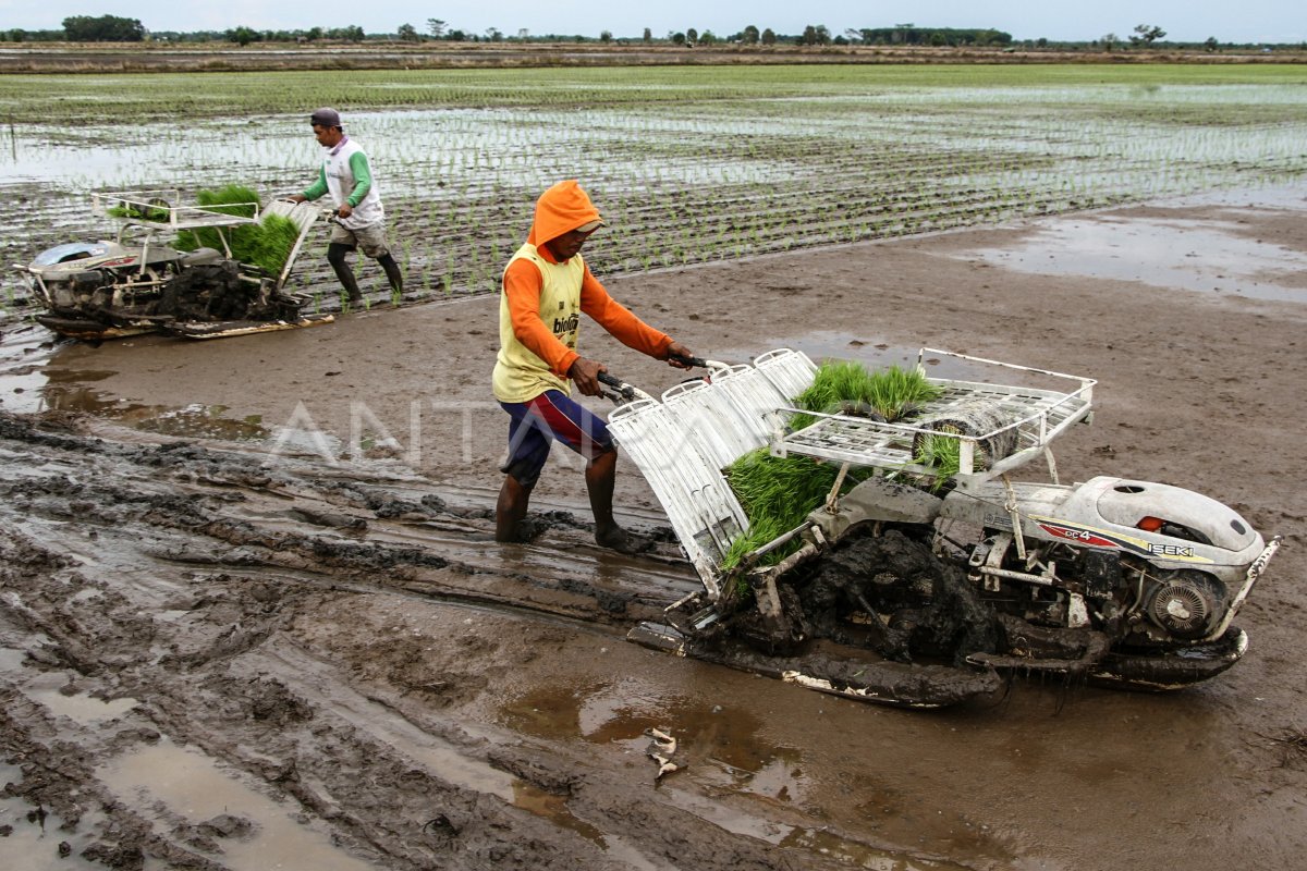 Plan to Cultivate Rice Fields in Central Kalimantan