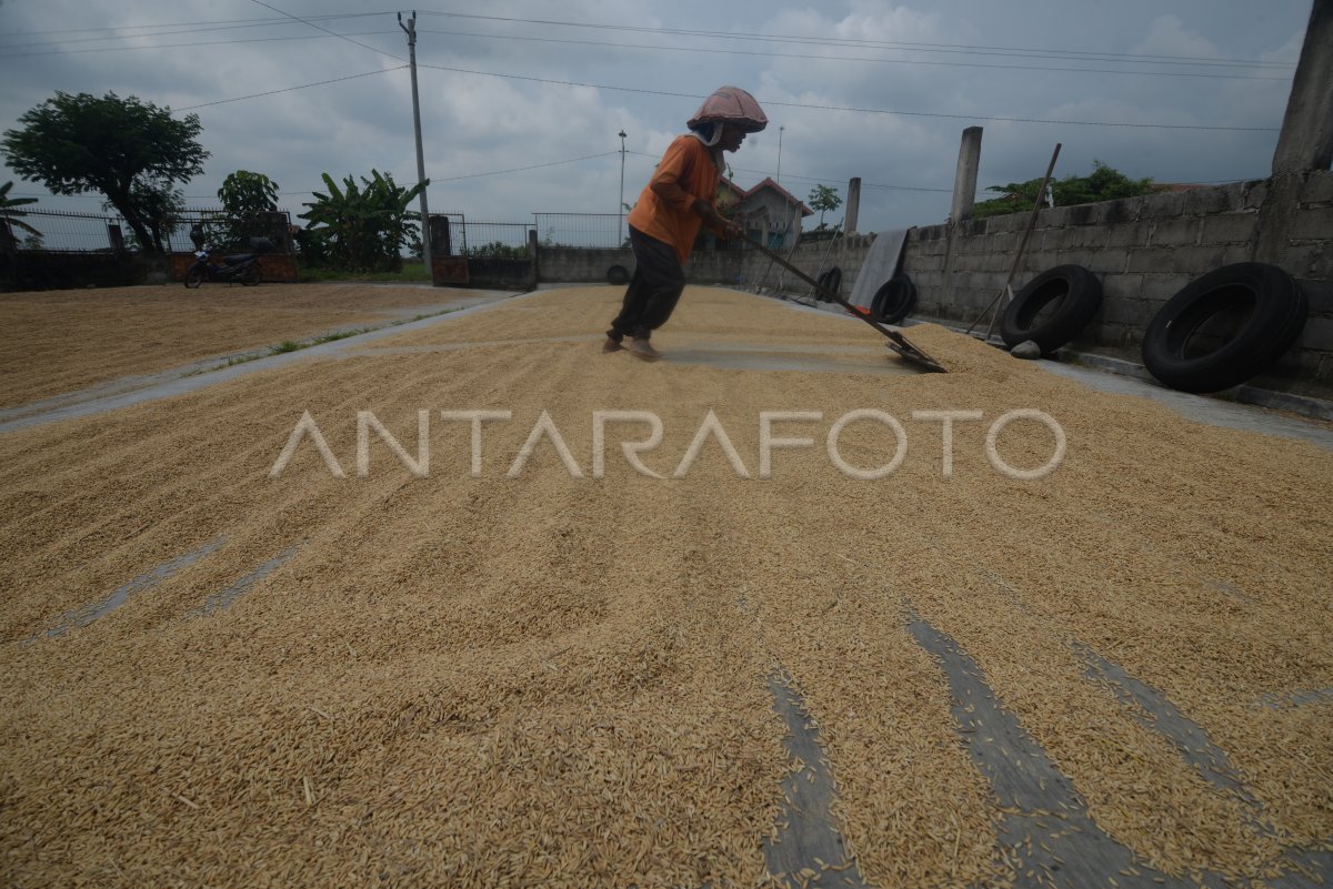 Penyerapan gabah Bulog menjelang puncak panen raya