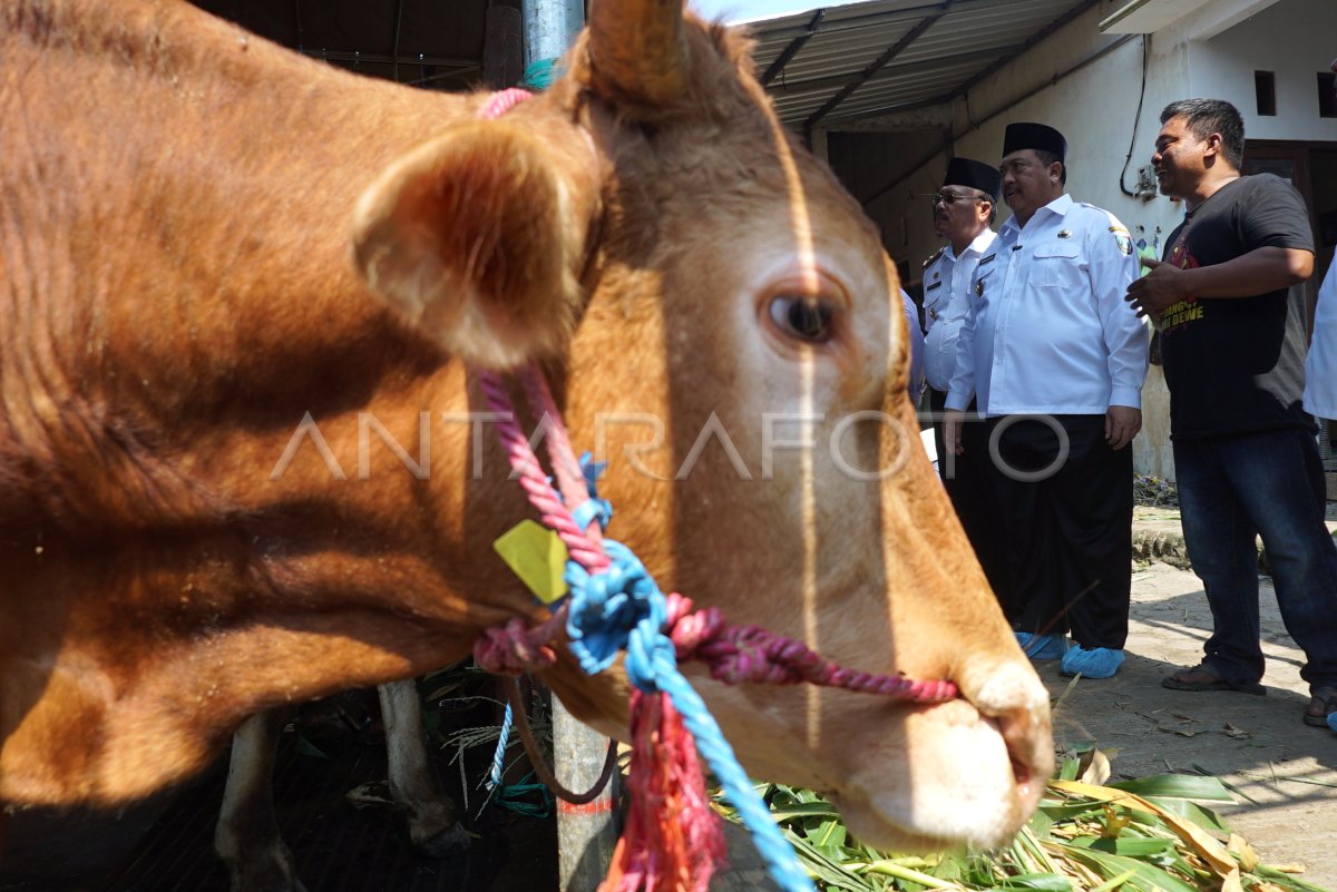 Antisipasi hewan kurban tidak layak di Jombang
