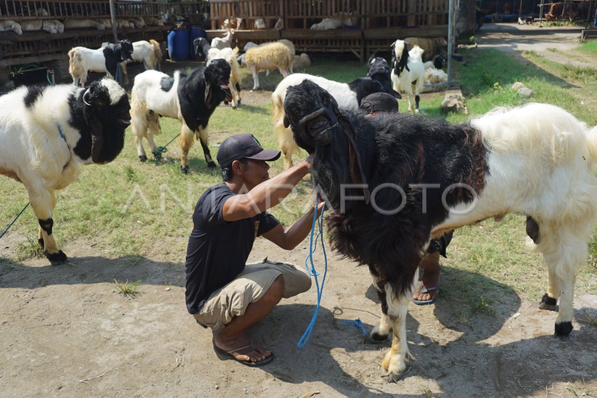 Antisipasi hewan kurban tidak layak di Jombang