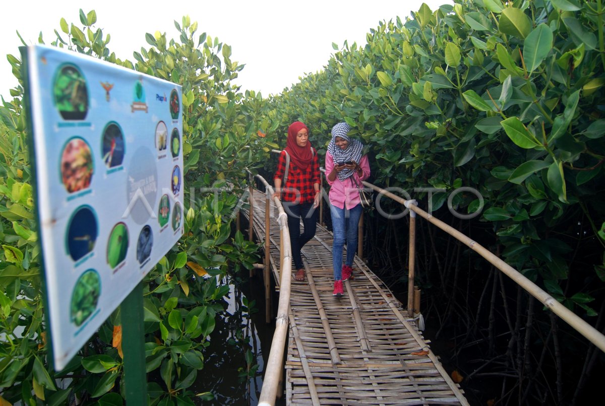 TOURISM EDUCATIONAL MANGROVE ROOM | ANTARA Foto