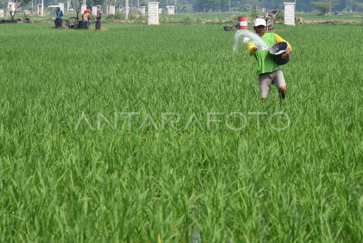 Alokasi pupuk bersubsidi 2024