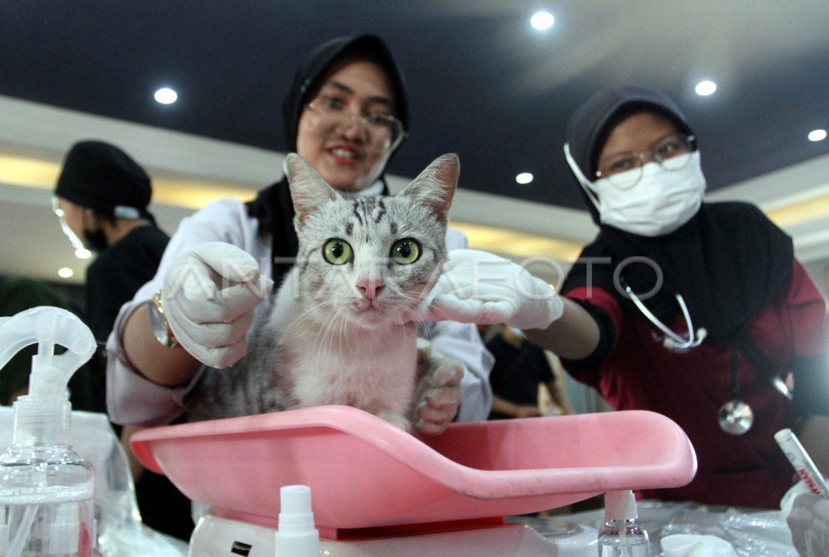 Pengendalian populasi kucing melalui program steril gratis ANTARA Foto Pengendalian populasi kucing melalui program steril gratis ANTARA Foto