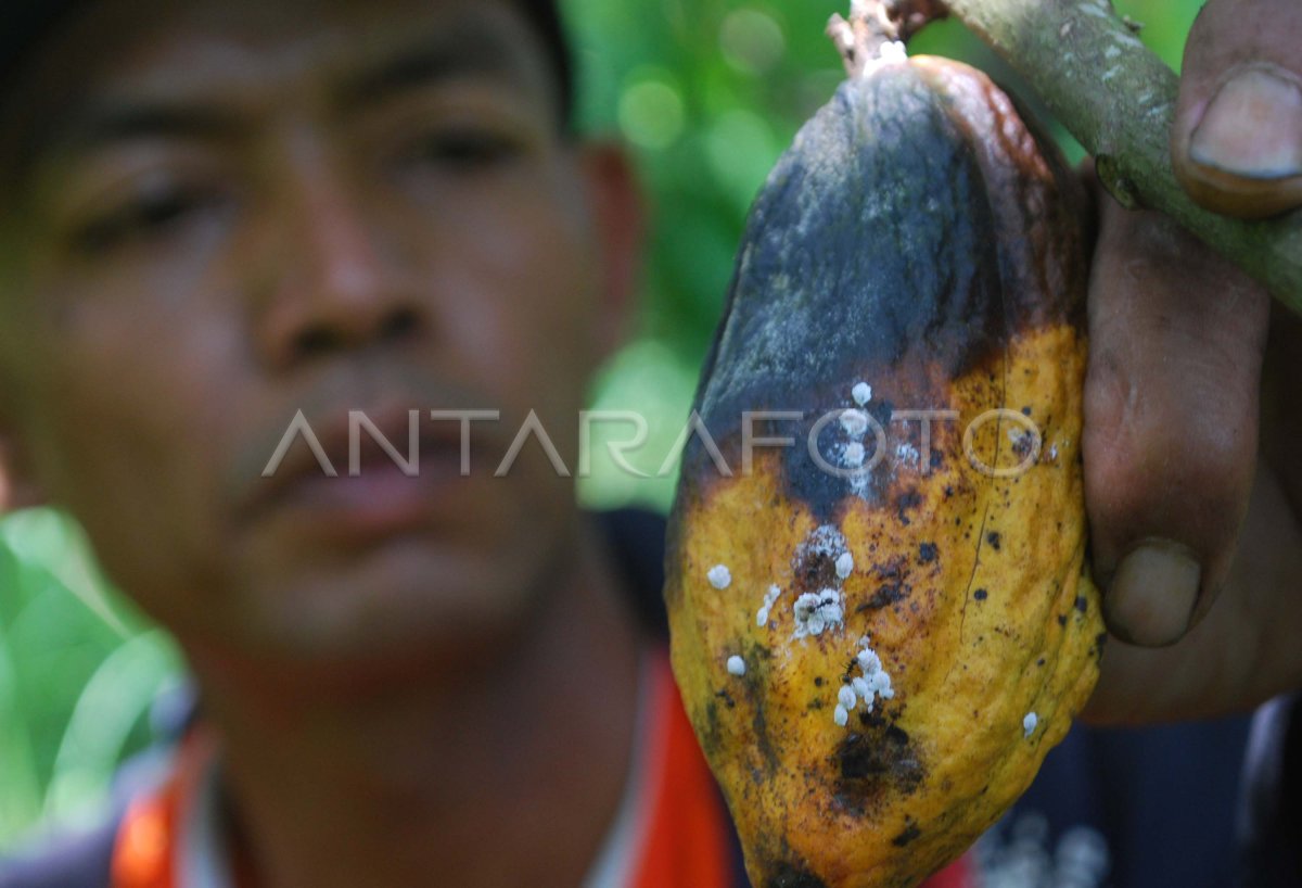 SERANGAN JAMUR KAKAO | ANTARA Foto