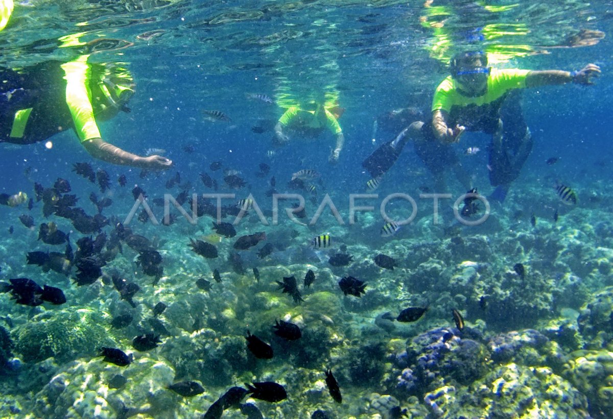 WISATA SNORKELING BUNAKEN | ANTARA Foto