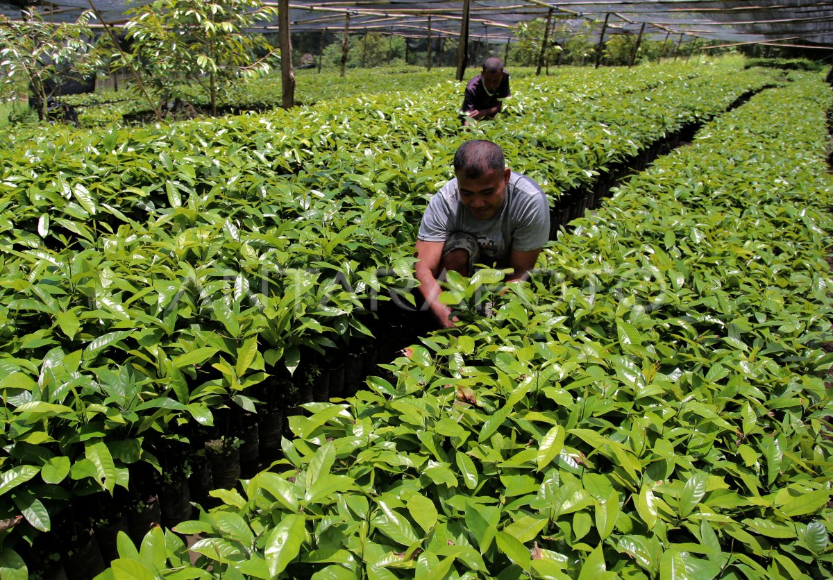 Budidaya bibit tanaman pala di Ternate | ANTARA Foto
