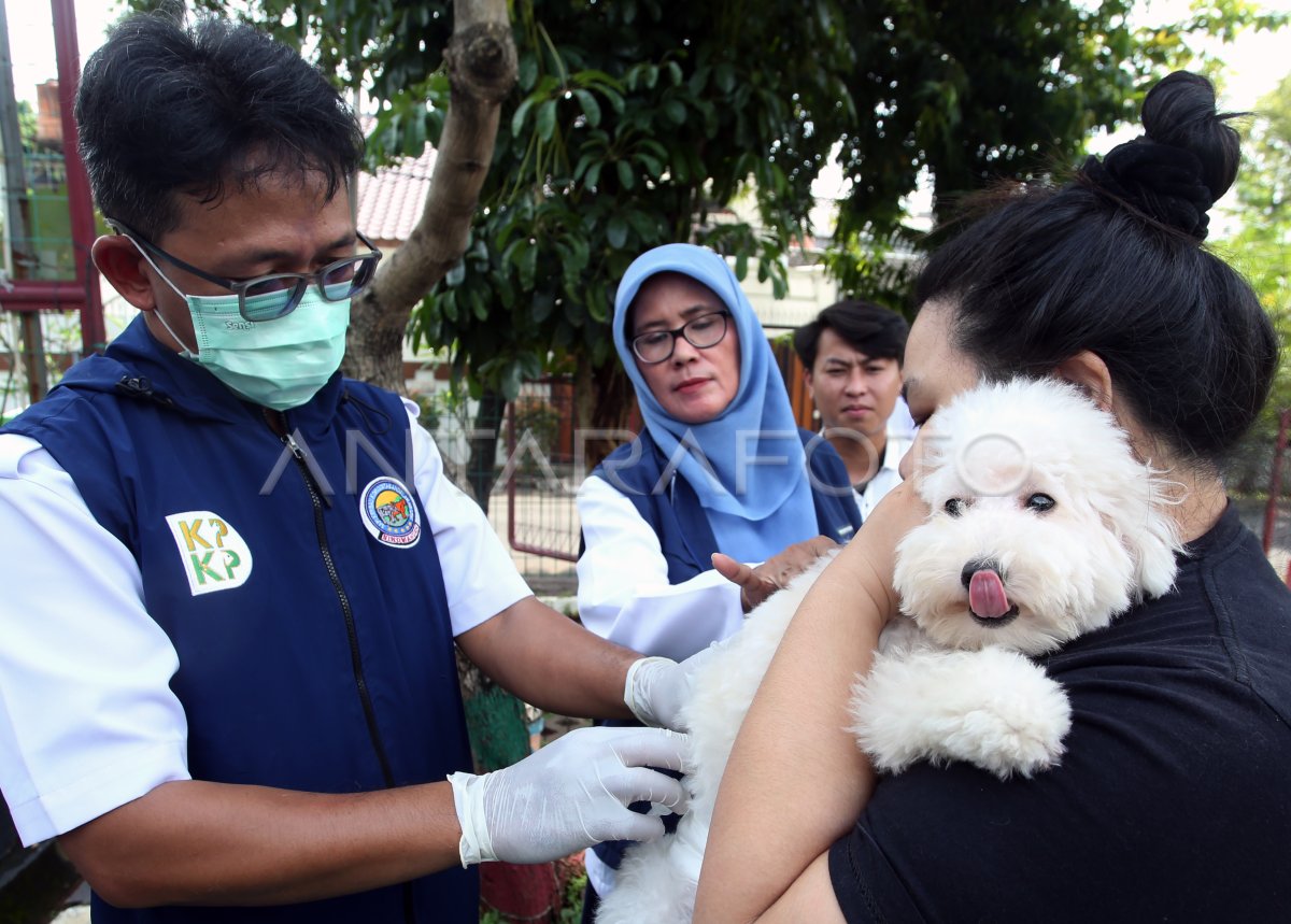 Vaksinasi rabies hewan peliharaan di Jakarta