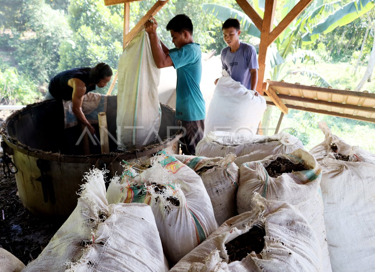 Harga minyak nilam turun