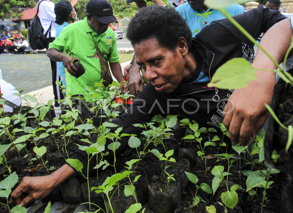 Pembagian bibit tanaman di Papua