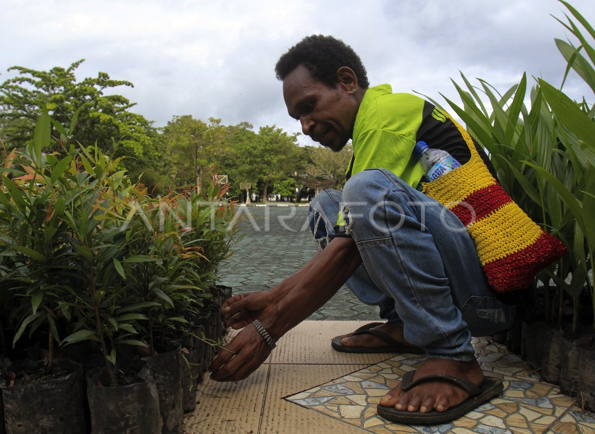 Pembagian bibit tanaman di Papua