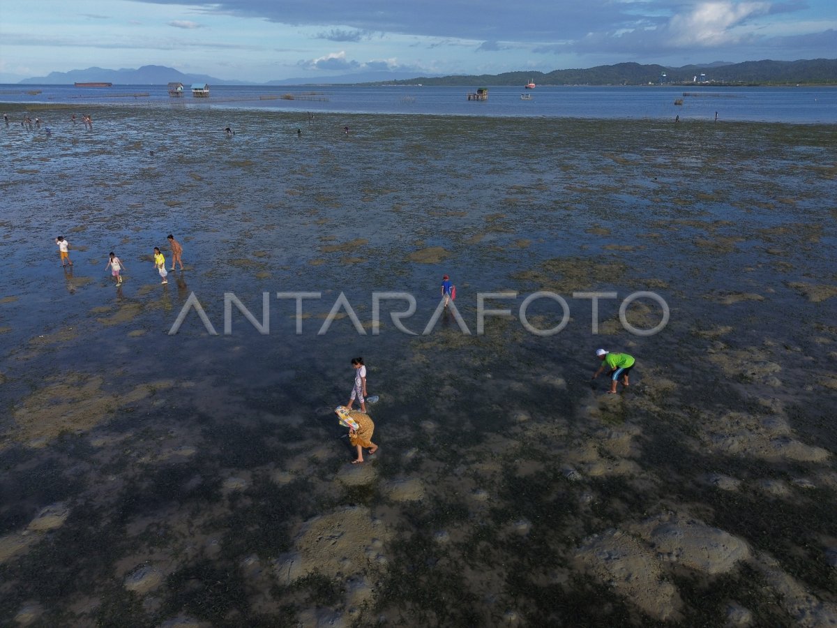 Mencari kerang laut saat air surut