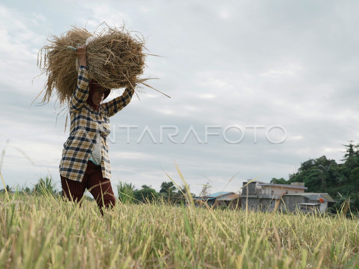 Services cut rice in harvest season