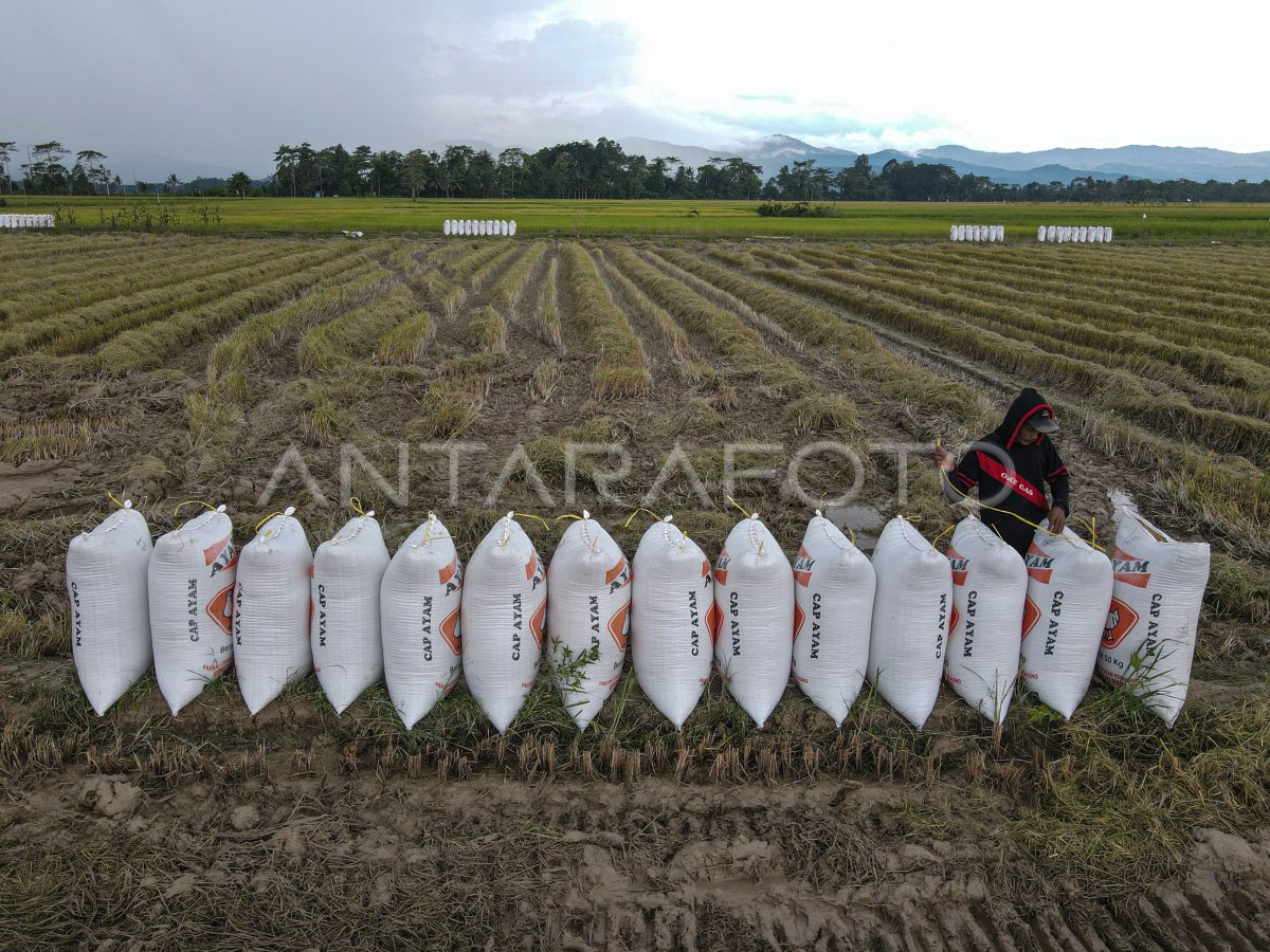 Capaian and national rice production target 2025