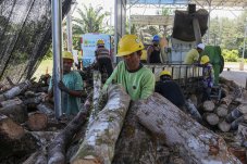 Pabrik pembuatan woodchips untuk cofiring biomassa
