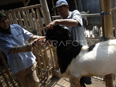 PEMERIKSAAN HEWAN KURBAN